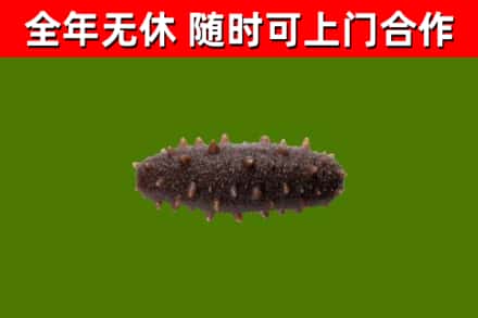 昌乐县回收海参干
